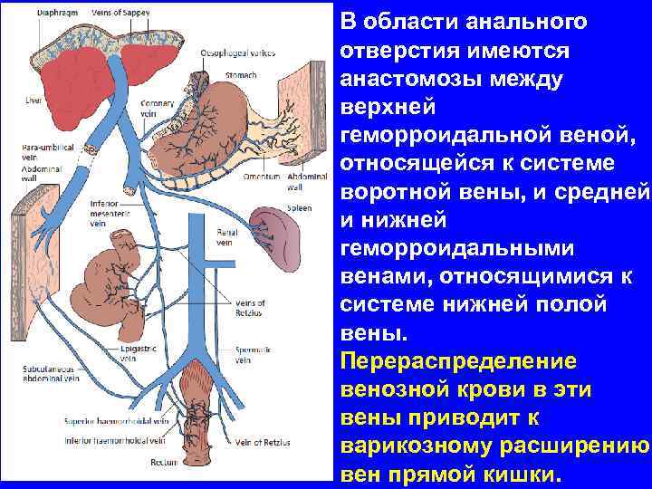 В области анального отверстия имеются анастомозы между верхней геморроидальной веной, относящейся к системе воротной