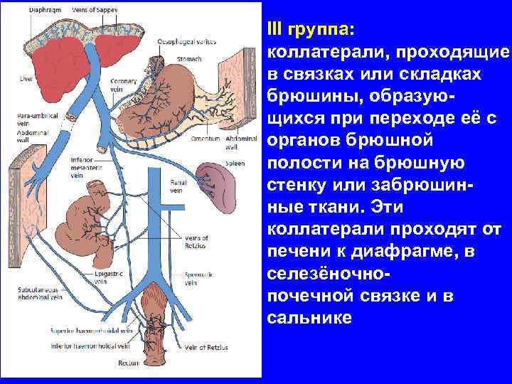 III группа: коллатерали, проходящие в связках или складках брюшины, образующихся при переходе её с