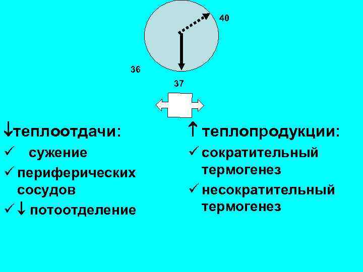 40 36 37 теплоотдачи: теплопродукции: ü сужение ü сократительный термогенез ü периферических сосудов несократительный