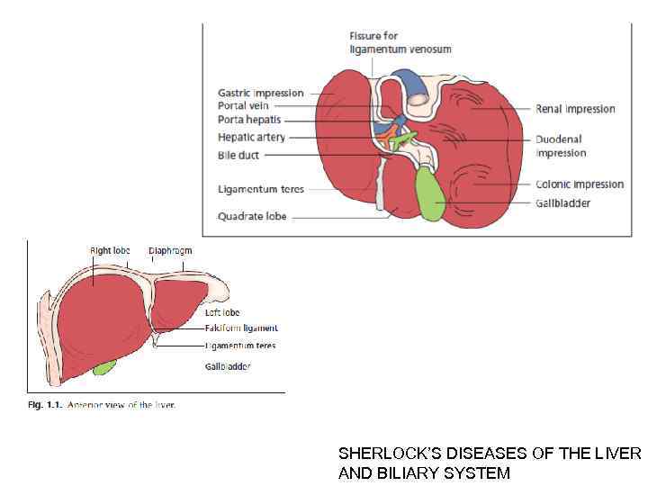 SHERLOCK’S DISEASES OF THE LIVER AND BILIARY SYSTEM 