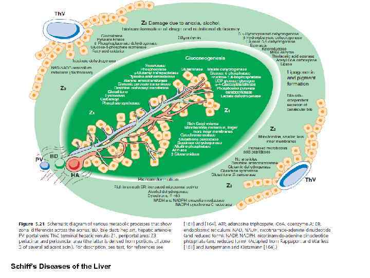 Schiff’s Diseases of the Liver 