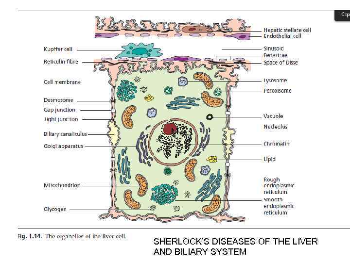 M SHERLOCK’S DISEASES OF THE LIVER AND BILIARY SYSTEM 