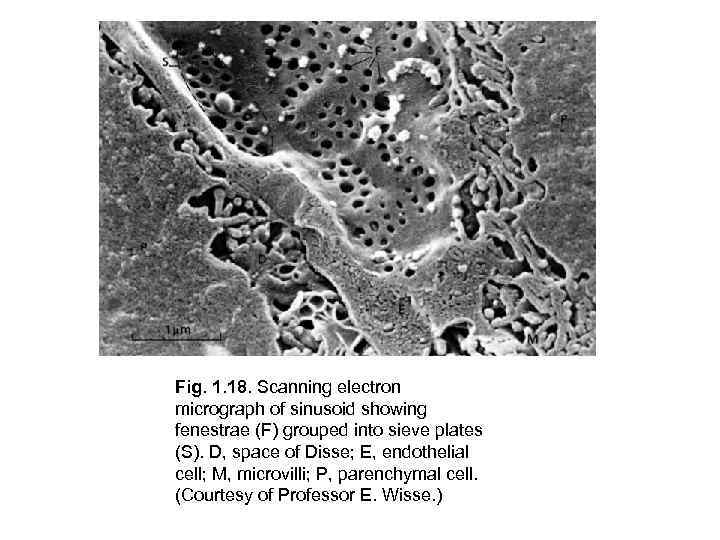 Fig. 1. 18. Scanning electron micrograph of sinusoid showing fenestrae (F) grouped into sieve