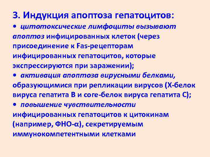 3. Индукция апоптоза гепатоцитов: • цитотоксические лимфоциты вызывают апоптоз инфицированных клеток (через присоединение к