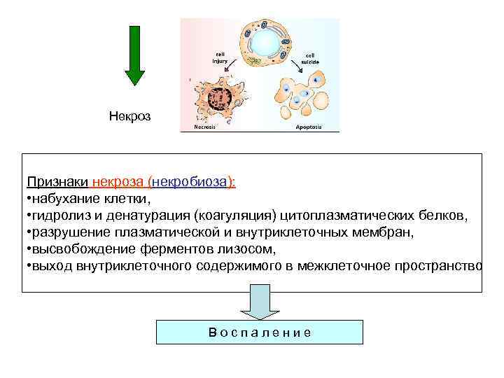 Некроз Признаки некроза (некробиоза): • набухание клетки, • гидролиз и денатурация (коагуляция) цитоплазматических белков,