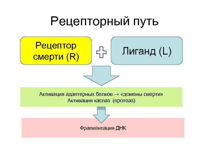 Рецепторный путь Рецептор cмерти (R) Лиганд (L) Активация адаптерных белков → «домены смерти» Активация