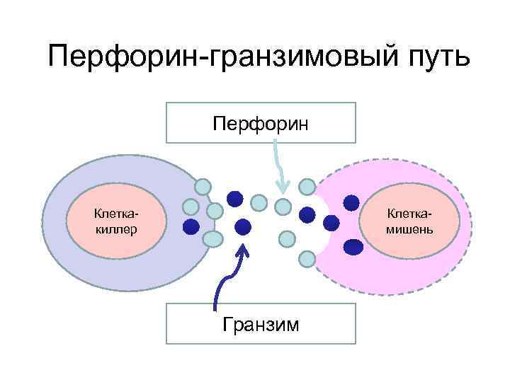 Перфорин-гранзимовый путь Перфорин Клеткакиллер Клеткамишень Гранзим 