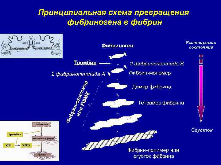 Принципиальная схема превращения фибриногена в фибрин Растворимое состояние Сгусток 