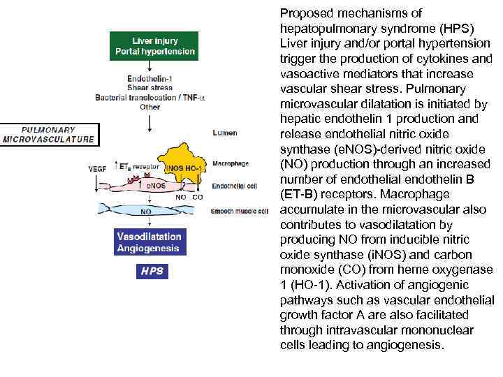 Proposed mechanisms of hepatopulmonary syndrome (HPS) Liver injury and/or portal hypertension trigger the production