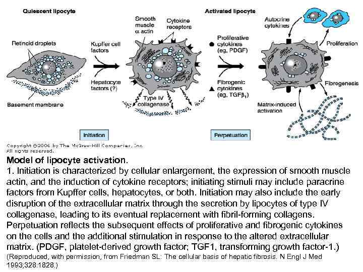 Model of lipocyte activation. 1. Initiation is characterized by cellular enlargement, the expression of