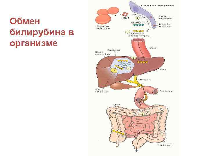 Обмен билирубина в организме 