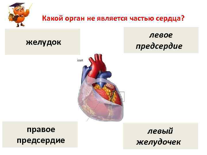 Какой орган не является частью сердца? желудок левое предсердие правое предсердие левый желудочек 