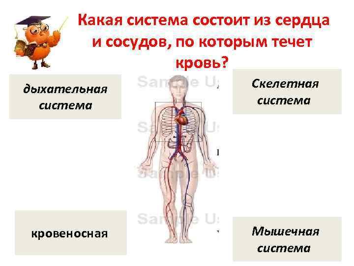 Какая система состоит из сердца и сосудов, по которым течет кровь? дыхательная система Скелетная
