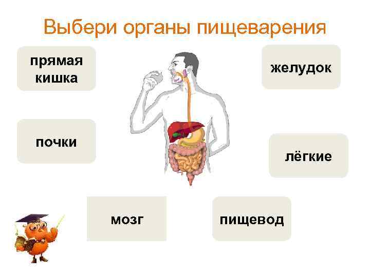 Выбери органы пищеварения прямая кишка желудок почки лёгкие мозг пищевод 