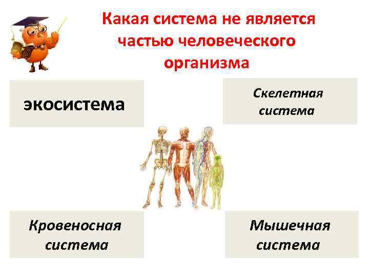 Какая система не является частью человеческого организма экосистема Скелетная система Кровеносная система Мышечная система
