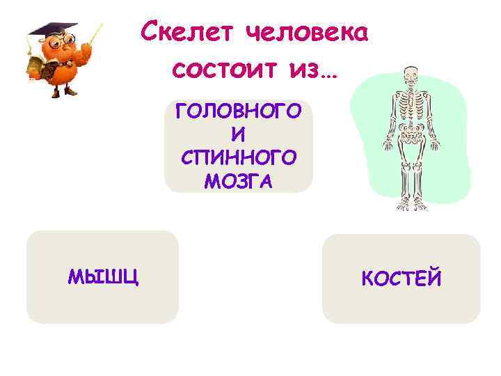 Скелет человека состоит из… ГОЛОВНОГО И СПИННОГО МОЗГА МЫШЦ КОСТЕЙ 