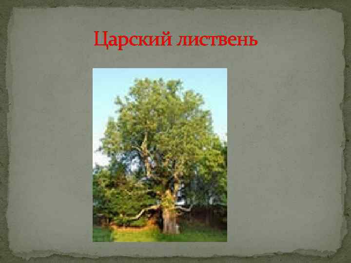 Царский листвень 