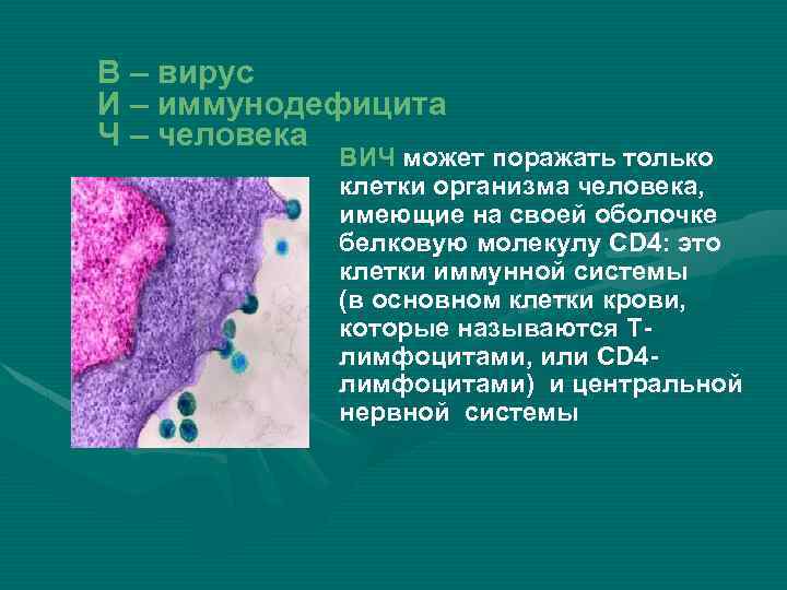 В – вирус И – иммунодефицита Ч – человека ВИЧ может поражать только клетки