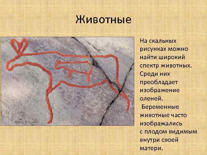 Животные На скальных рисунках можно найти широкий спектр животных. Среди них преобладает изображение оленей.