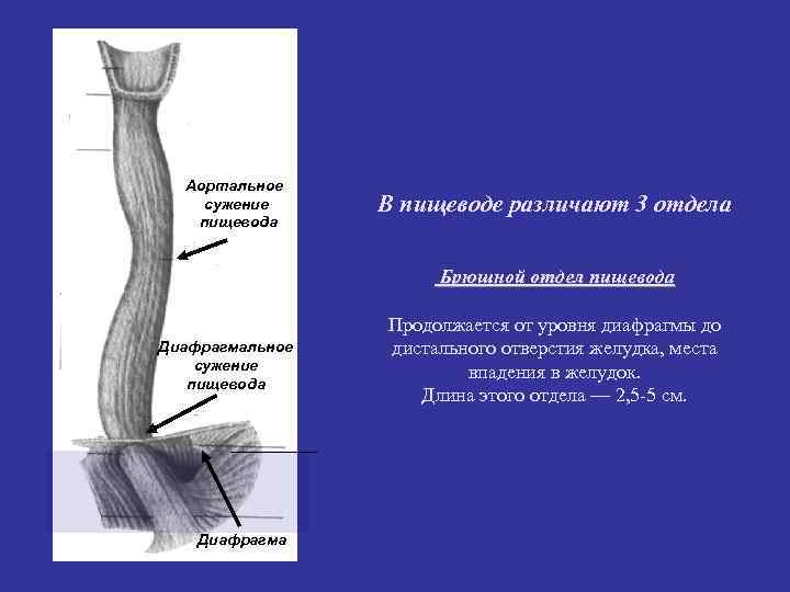 Лучевая диагностика пищевода презентация