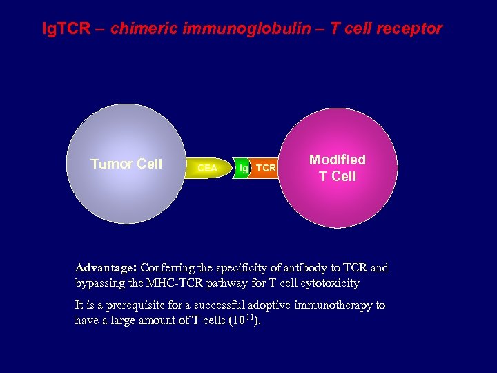 Ig. TCR – chimeric immunoglobulin – T cell receptor Tumor Cell CEA Ig TCR