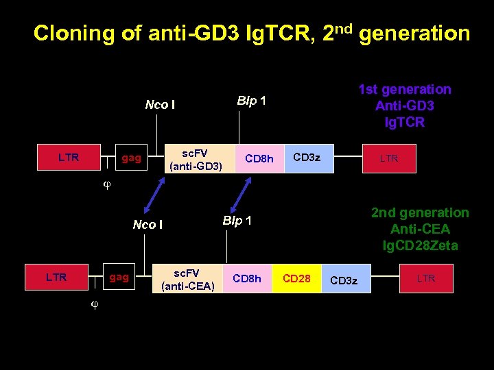 Cloning of anti-GD 3 Ig. TCR, 2 nd generation Blp 1 Nco I LTR