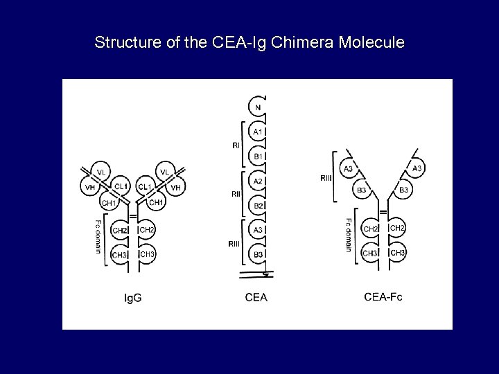 Structure of the CEA-Ig Chimera Molecule 