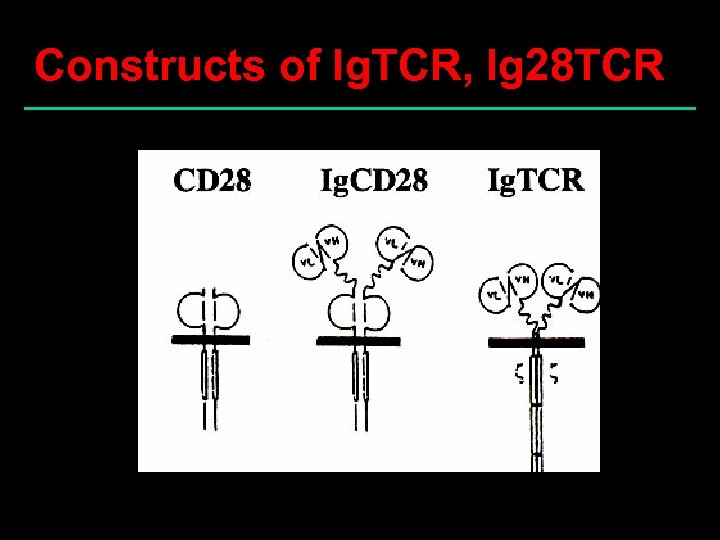 Constructs of Ig. TCR, Ig 28 TCR 