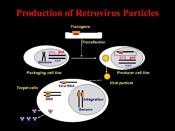 Production of Retrovirus Particles Transgene Transfection gag pol Genome gag pol env Packaging cell