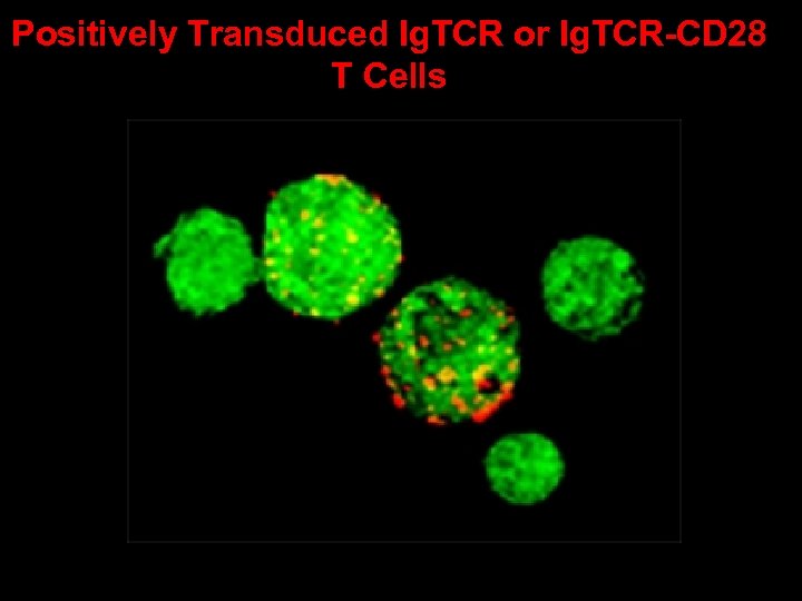 Positively Transduced Ig. TCR or Ig. TCR-CD 28 T Cells 
