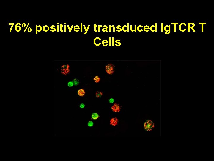 76% positively transduced Ig. TCR T Cells 