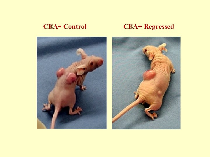 CEA- Control CEA+ Regressed 