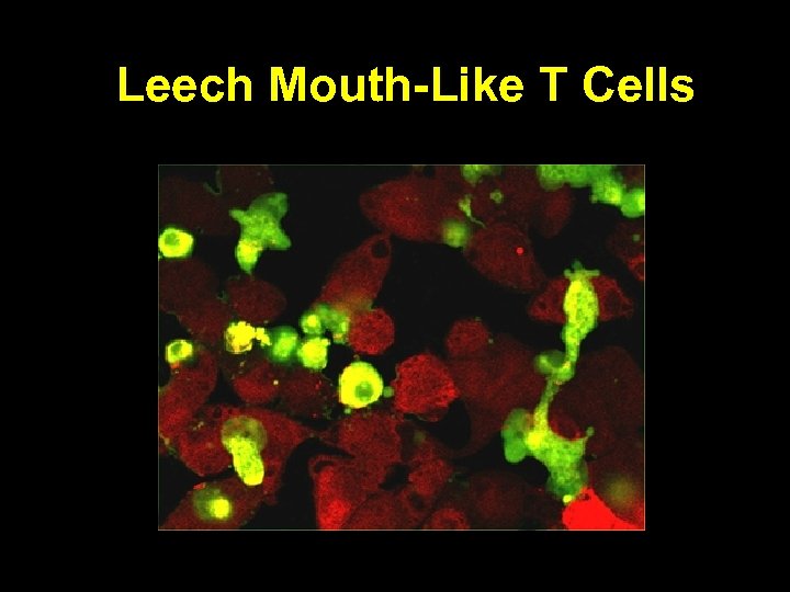 Leech Mouth-Like T Cells 