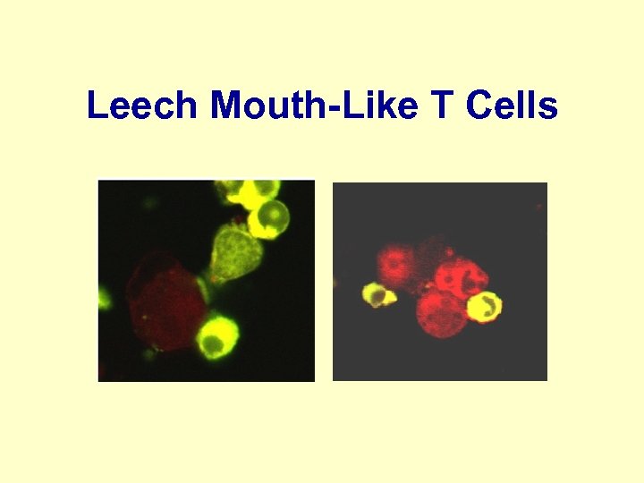 Leech Mouth-Like T Cells 
