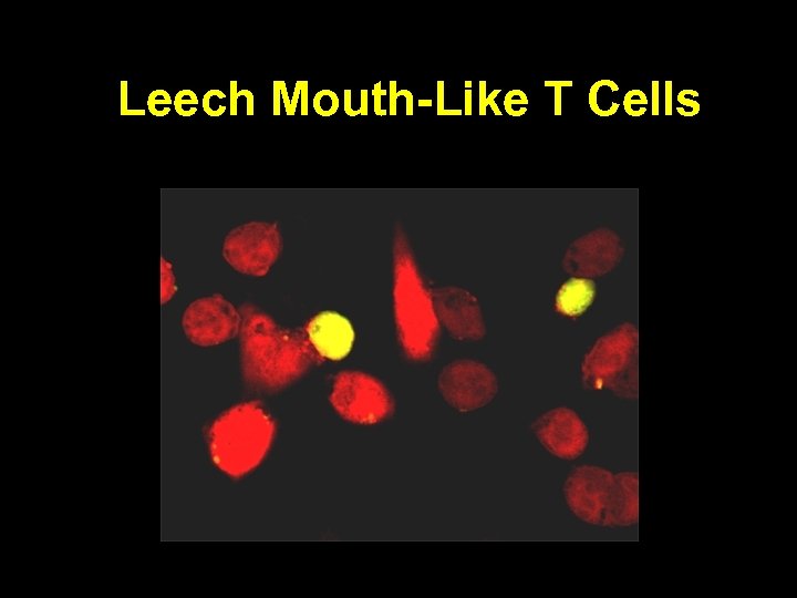 Leech Mouth-Like T Cells 