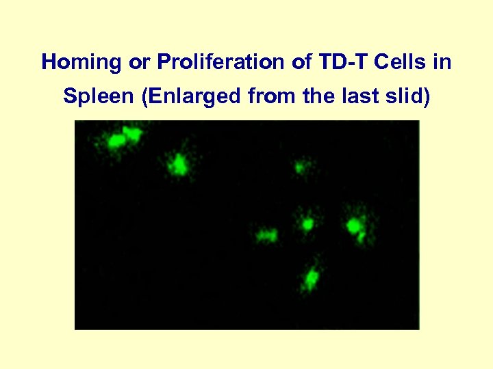 Homing or Proliferation of TD-T Cells in Spleen (Enlarged from the last slid) 
