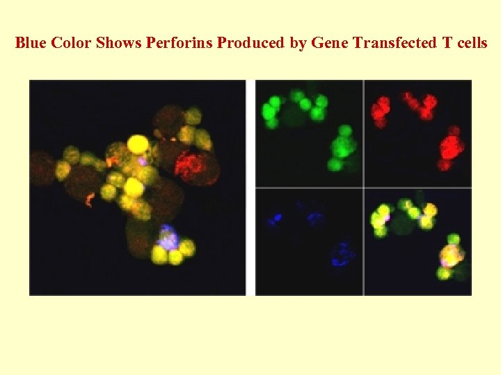 Blue Color Shows Perforins Produced by Gene Transfected T cells 