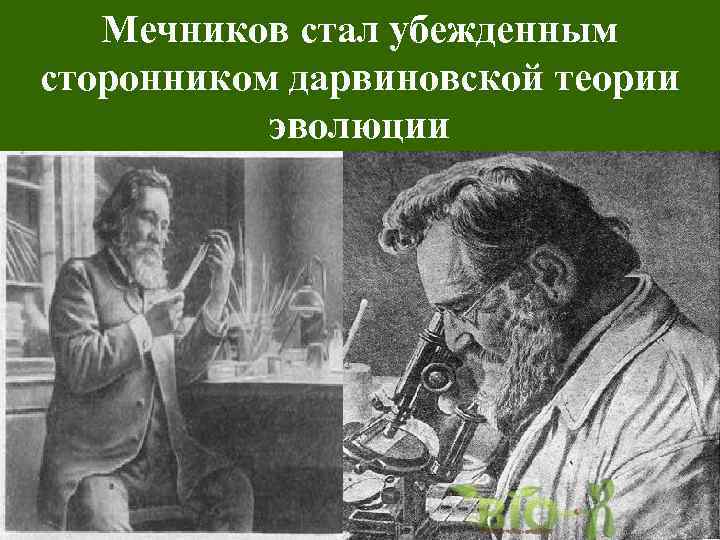 Мечников стал убежденным сторонником дарвиновской теории эволюции 