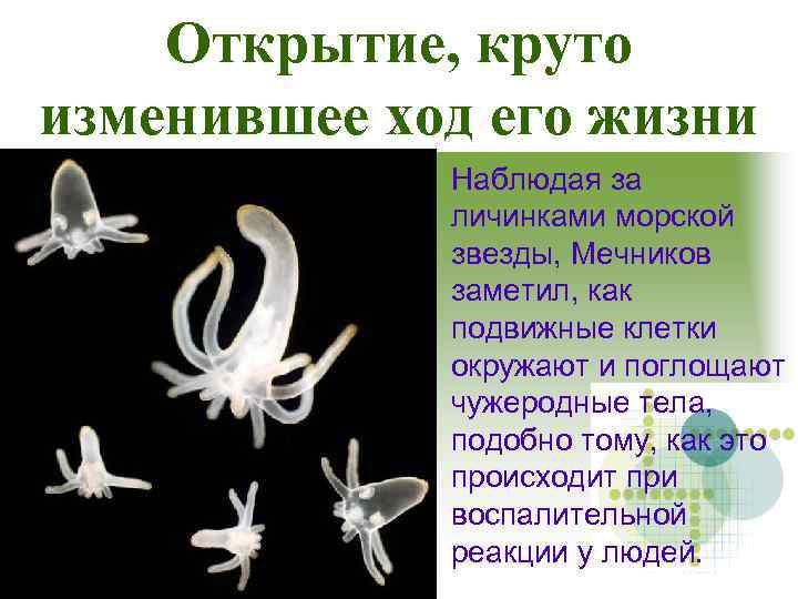 Открытие, круто изменившее ход его жизни Наблюдая за личинками морской звезды, Мечников заметил, как