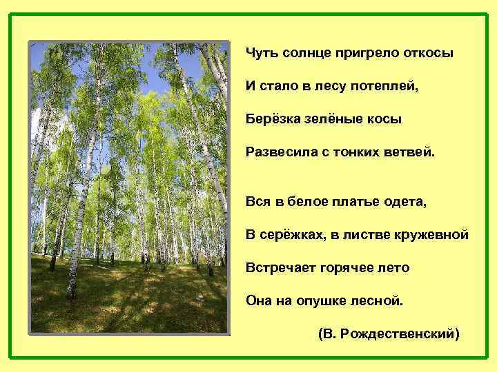 Чуть солнце пригрело откосы И стало в лесу потеплей, Берёзка зелёные косы Развесила с