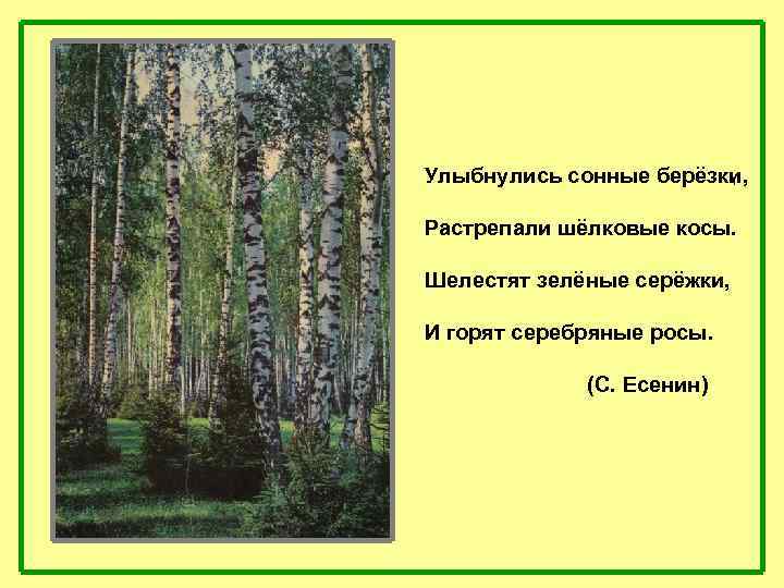 , Улыбнулись сонные берёзки, Растрепали шёлковые косы. Шелестят зелёные серёжки, И горят серебряные росы.