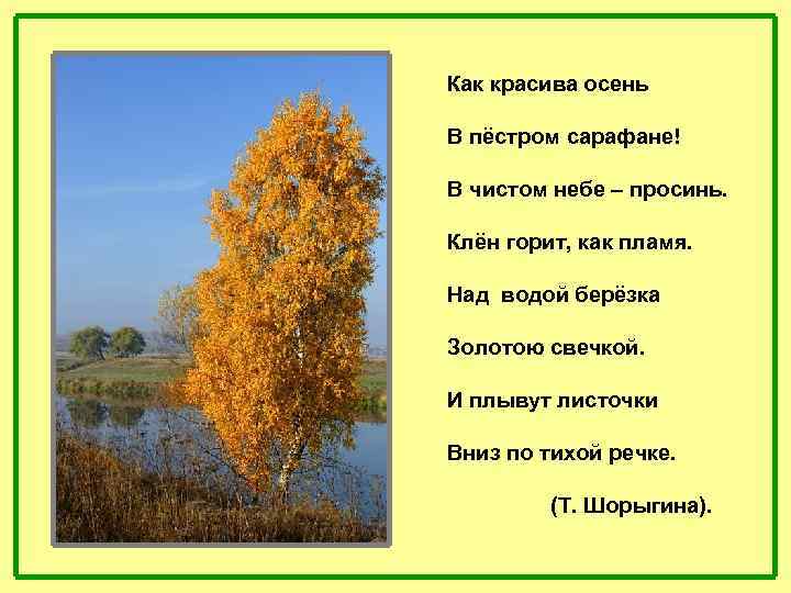 Как красива осень В пёстром сарафане! В чистом небе – просинь. Клён горит, как