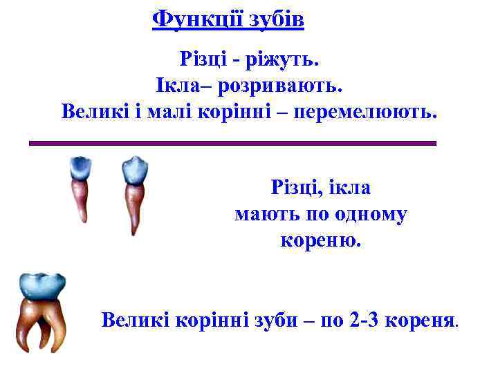 Функції зубів Різці - ріжуть. Ікла– розривають. Великі і малі корінні – перемелюють. Різці,