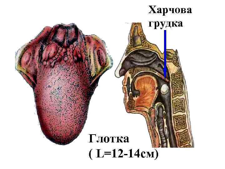 Харчова грудка Глотка ( L=12 -14 см) 