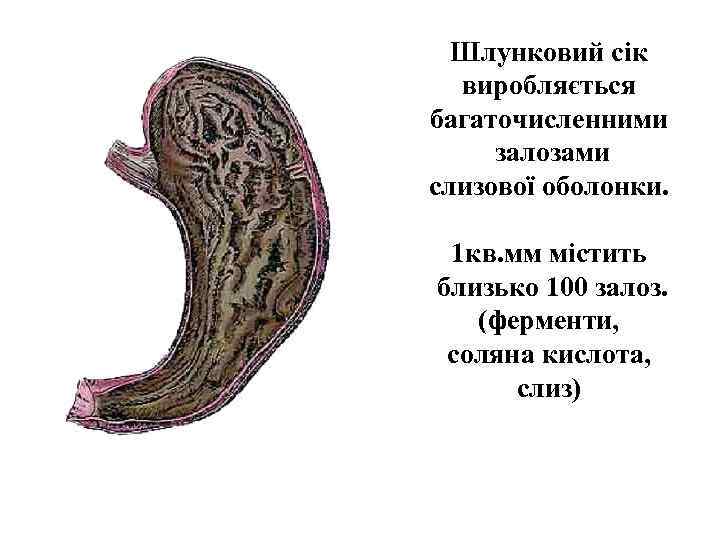 Шлунковий сік виробляється багаточисленними залозами слизової оболонки. 1 кв. мм містить близько 100 залоз.