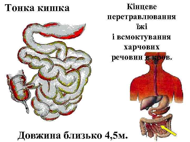 Тонка кишка Кінцеве перетравлювання їжі і всмоктування харчових речовин в кров. Довжина близько 4,