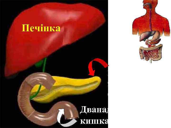 Печінка Підшлункова залоза (m= 60 -70 г) Дванадцятипала кишка 