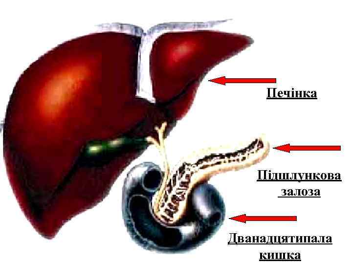 Печінка Підшлункова залоза Дванадцятипала кишка 