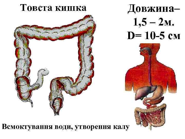 Товста кишка Довжина– 1, 5 – 2 м. D= 10 -5 см Всмоктування води,