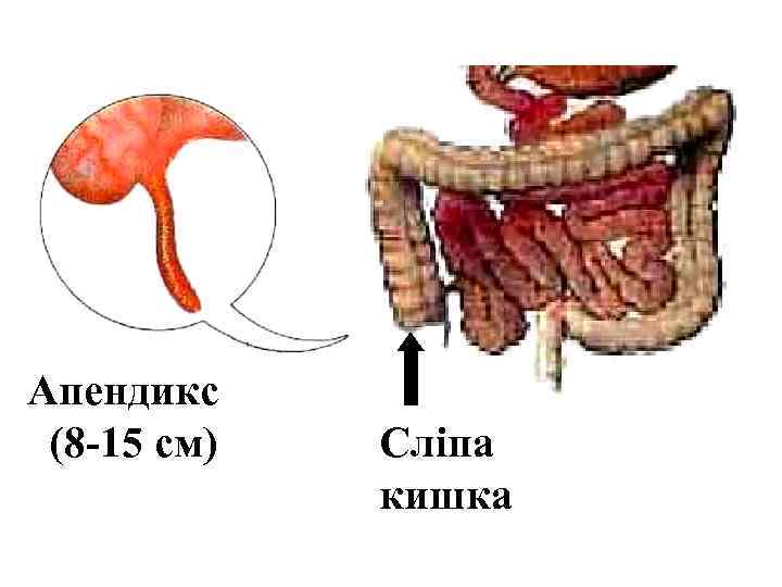Апендикс (8 -15 см) Сліпа кишка 